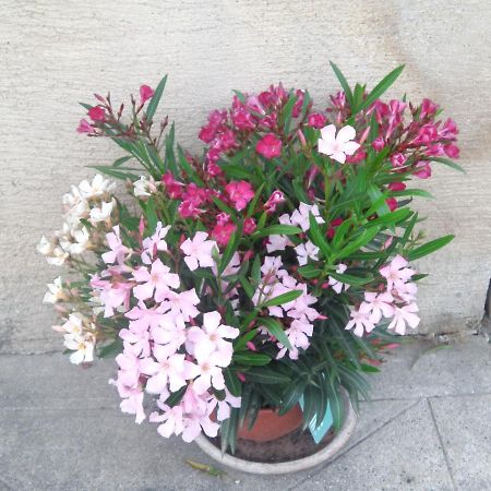 Aux Vieux Fours Bed & Breakfast Noaillac Dış mekan fotoğraf